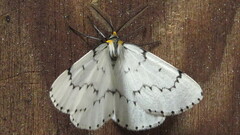 Cingilia catenaria