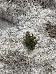 Salicornia rubra