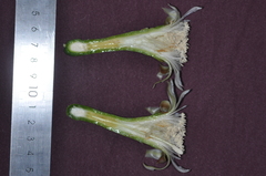 Praecereus euchlorus