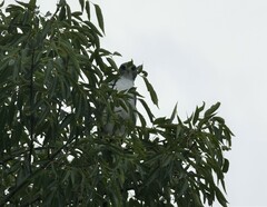 Geranoaetus albicaudatus