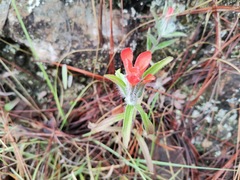 Castilleja arvensis