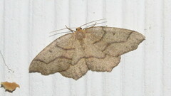 Lambdina fiscellaria