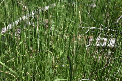 Deschampsia