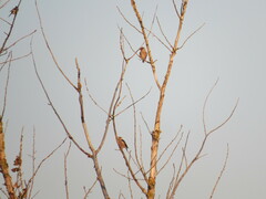 Coccothraustes coccothraustes