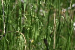 Deschampsia