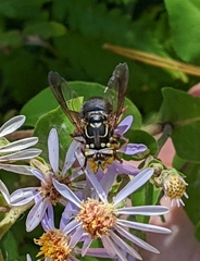 Spilomyia fusca