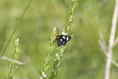 Alypia octomaculata