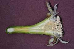 Praecereus euchlorus