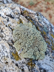 Protoparmeliopsis muralis