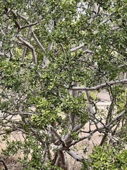 Diospyros texana