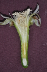 Praecereus euchlorus