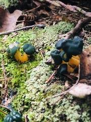 Leotia lubrica image