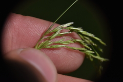 Deschampsia