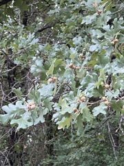 Quercus stellata