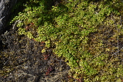 Gaultheria hispidula