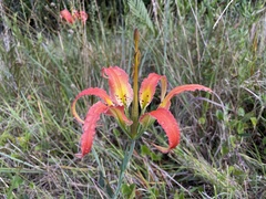 Lilium catesbaei