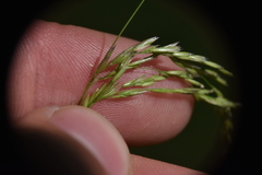 Deschampsia