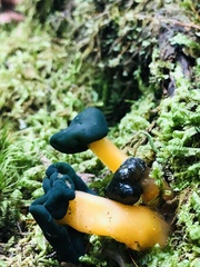 Leotia lubrica image