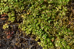 Gaultheria hispidula