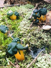 Leotia lubrica image