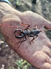 Mastigoproctus