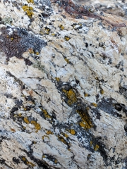 Candelariella