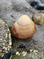 Clinocardium nuttallii
