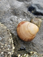 Clinocardium nuttallii