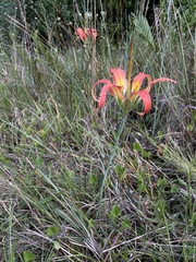 Lilium catesbaei