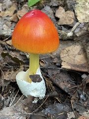 Amanita jacksonii