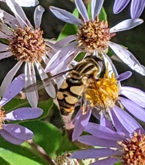 Helophilus fasciatus