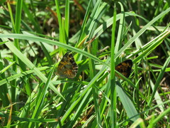 Phyciodes tharos