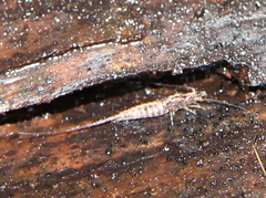 Nesomachilis