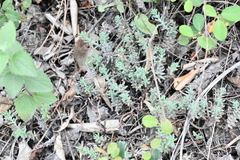 Sedum potosinum