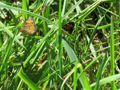Phyciodes tharos