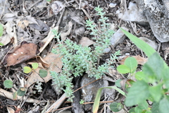 Sedum potosinum