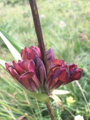 Gentiana purpurea