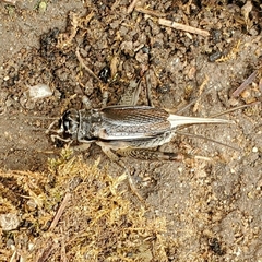 Velarifictorus micado