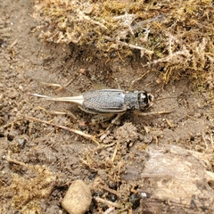 Velarifictorus micado