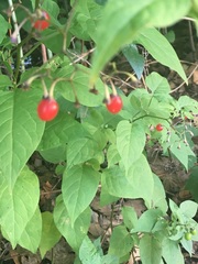 Magnoliopsida