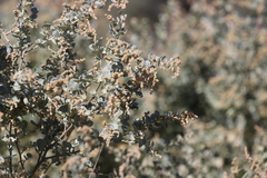 Atriplex nummularia