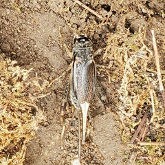 Velarifictorus micado