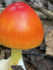 Amanita jacksonii