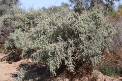 Atriplex nummularia