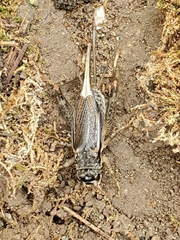 Velarifictorus micado