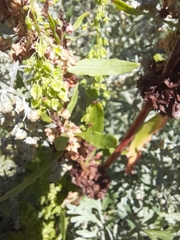 Rumex stenophyllus