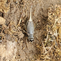 Velarifictorus micado