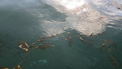 Macrocystis pyrifera