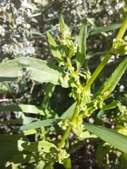 Rumex stenophyllus