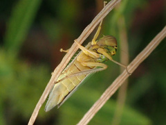 Cicadella viridis